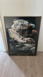 Bengaalse tijgers in wissellijst, Huis en Inrichting, Woonaccessoires | Schilderijen, Tekeningen en Foto's, Ophalen, 75 cm of meer