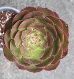 Aeonium Matcha Cake, Huis en Inrichting, Vetplant, Ophalen of Verzenden, Minder dan 100 cm, Bloeiende kamerplant