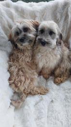 LIEVE MALTIPOO PUPS  ( 2 REUTJES ), Dieren en Toebehoren, Parvo, Maltezer, Nederland, Reu