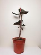 Fucus kamerplant, populaire kamerplantje, Ficus, In pot, Minder dan 100 cm, Groene kamerplant