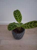 Calathea Zebrina in pot, Ophalen, Overige soorten, Halfschaduw, In pot