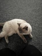 Lieve britse korthaar te koop, Kater