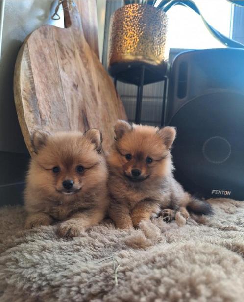 Knappe Pomeriaan/ Dwergkees pups., Dieren en Toebehoren, Honden | Poolhonden, Keeshonden en Oertypen, Meerdere dieren, Keeshond