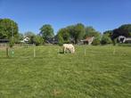 Te huur weide paddock en stallen voor 2 of 3 ponies., Dieren en Toebehoren, Weidegang, 2 of 3 paarden of pony's