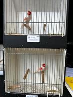 Mozaiek kanarie, Dieren en Toebehoren, Vogels | Kanaries, Mannelijk, Kleurkanarie