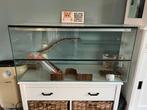 Glazen hamsterkooi 100x50x40cm met plateaus en accessoires, Dieren en Toebehoren, Knaagdieren en Konijnen | Hokken en Kooien, Kooi