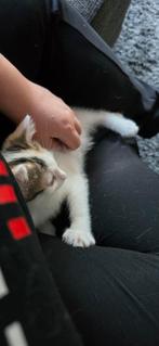 Twee vrouwlijke kittens, Dieren en Toebehoren, Katten en Kittens | Overige Katten, Poes, Langharig, 0 tot 2 jaar