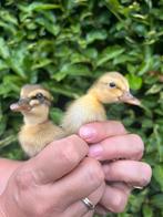 Loopeend, Dieren en Toebehoren, Geslacht onbekend, Eend