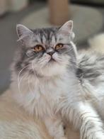Prachtige gezonde en lieve Perzische poes 1,5 jr zkt huisje, Dieren en Toebehoren, Katten en Kittens | Raskatten | Langhaar, Poes