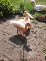 Loopeend, Dieren en Toebehoren, Pluimvee, Geslacht onbekend, Eend