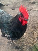 Jersey Giant haan, Dieren en Toebehoren, Mannelijk, Kip