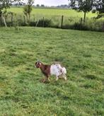 dwerggeitjes, Dieren en Toebehoren, Meerdere dieren, Geit, 0 tot 2 jaar