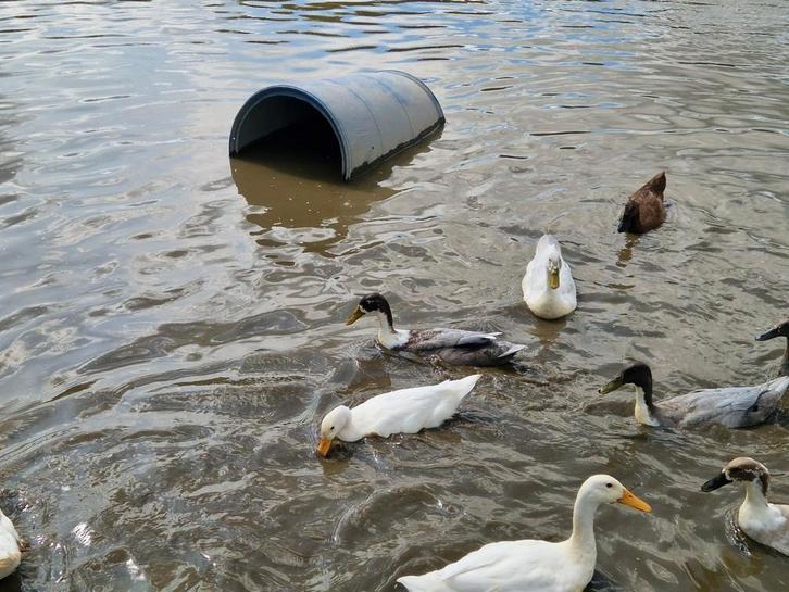 Gezonde Indische loopeenden (woerd / mannetje), Dieren en Toebehoren, Pluimvee, Eend, Mannelijk