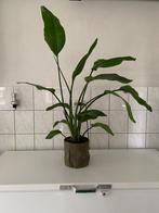 Strelitzia plant, Ophalen, Overige soorten, Halfschaduw, Minder dan 100 cm
