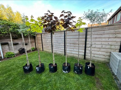 Bol op stam , rode esdoorn , noorse esdoorn , treurpeer, Tuin en Terras, Planten | Bomen, Bolboom, 100 tot 250 cm, Halfschaduw