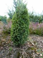 Jeneverbes 80-100 cm, Volle zon, Minder dan 100 cm, Zomer, Overige soorten