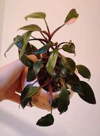 Philodendron pink Princess, Huis en Inrichting, Kamerplanten, Ophalen