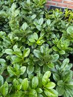 Donker groene laurier, Tuin en Terras, Ophalen, Laurier, Minder dan 100 cm