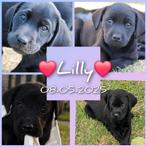 Fieldtrial labrador puppy met stamboom!, 6 jaar of ouder, Labrador retriever, Meerdere dieren, Eén hond