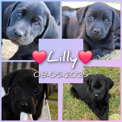 Fieldtrial labrador puppy met stamboom!, Dieren en Toebehoren, Honden | Retrievers, Spaniëls en Waterhonden, Meerdere dieren, Labrador retriever