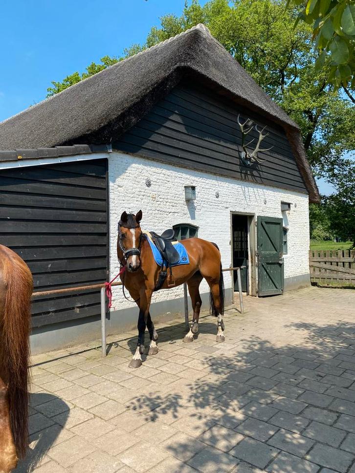 Paard zoekt bijrijder, Dieren en Toebehoren, Paarden, Merrie, Recreatiepaard