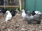 Sierduiven te koop | Mooie bonte hoogvliegers | Sier duif, Meerdere dieren, Overige soorten
