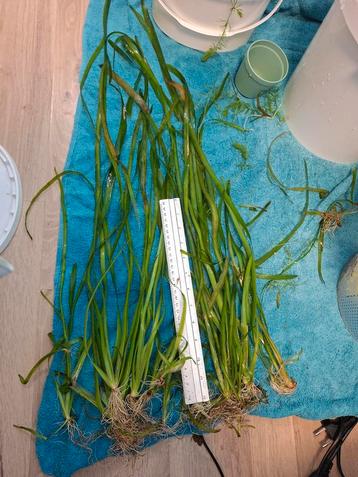 Bos reuze vallisneria  beschikbaar voor biedingen