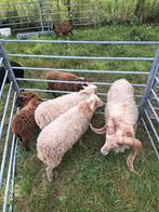 Gevraagd quassant rammetjes, Dieren en Toebehoren, Schapen, Geiten en Varkens, Mannelijk, Schaap