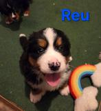 Berner Sennen pups, 8 tot 15 weken, Meerdere, Meerdere dieren, Nederland