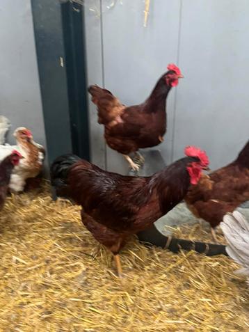 5 red island kippen groot beschikbaar voor biedingen