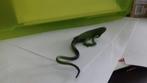 Iguana, dierfiguur Safari, 11 cm, Ophalen of Verzenden, Gebruikt, Reptiel of Amfibie, Beeldje of Figuurtje