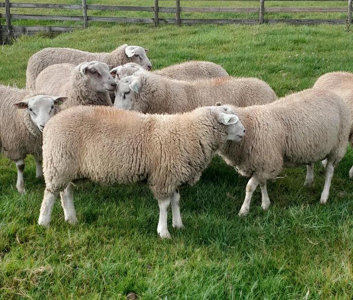 luxe dekrammen, zwoervrij, Dieren en Toebehoren, Schapen, Geiten en Varkens, Schaap, Mannelijk, 0 tot 2 jaar