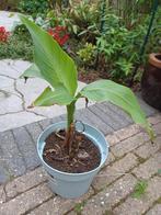 Bananenplant Musa Basjoo 25 cm, Ophalen, Zomer, Overige soorten