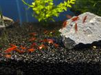 Neocaridina Red Rode Garnalen, Kreeft, Krab of Garnaal, Zoetwatervis