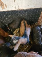 Dwerg bokken, Dieren en Toebehoren, Schapen, Geiten en Varkens, Mannelijk, Geit