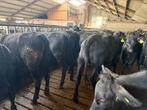 Koppel Black Angussen pinken te koop, Dieren en Toebehoren, Meerdere dieren