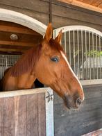 Lief weidemaatje/ recreatiepaard, Dieren en Toebehoren, Paarden, Merrie, Ontwormd, 160 tot 165 cm, Onbeleerd