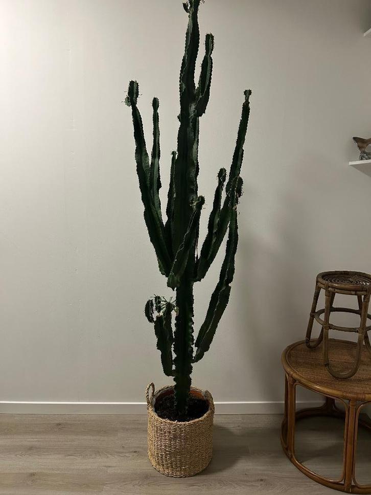 Grote cactus van 2.15 meter hoog (Euphorbia), Huis en Inrichting, Kamerplanten, Cactus, 200 cm of meer, Halfschaduw, Ophalen