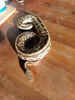 Koningspython man. Mojave leopard yellowbelly.