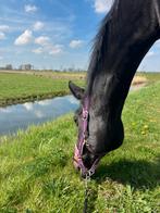 Stalling aangeboden in Dordrecht, Weidegang
