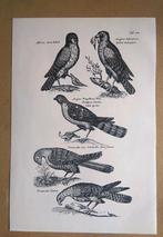 Oude prent roofvogels, Verzamelen, Foto's en Prenten, Verzenden, 1960 tot 1980, Gebruikt