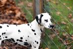 Dalmatiër pups, Dieren en Toebehoren, Honden | Beagles, Bassets en Lopende honden, CDV (hondenziekte), Meerdere, 8 tot 15 weken