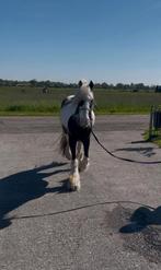 Prachtige tinker, 5 jaar, schofthoogte 1.30, merrie, Dieren en Toebehoren, Pony's, Merrie, C pony (1.27m tot 1.37m), Recreatiepony