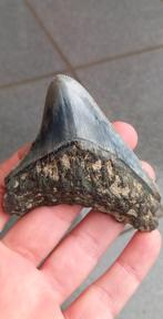 Mooie Megalodon haaientand fossiel uit Indonesië, Ophalen of Verzenden, Fossiel