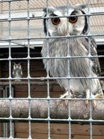 Uilen, Meerdere dieren, Roofvogel, Geringd