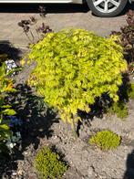 Groene Japanse esdoorn, Tuin en Terras, Planten | Bomen, Ophalen, Halfschaduw, Overige soorten, 100 tot 250 cm