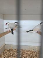Vele kleuren rijst vogels, Dieren en Toebehoren, Vogels | Overige Vogels, Meerdere dieren