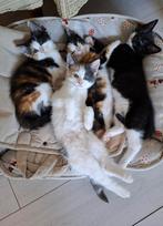 Europese korthaar kittens poesjes, Dieren en Toebehoren, Katten en Kittens | Overige Katten, Poes