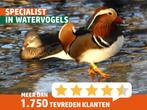 Specialist in watervogels | Ruime keuze | Passend advies, Dieren en Toebehoren, Pluimvee, Meerdere dieren, Gans of Zwaan