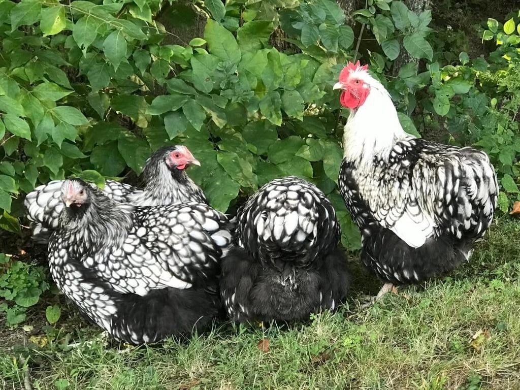 Gezocht broedeieren Orpington Zilver Zwartgezoomd, Dieren en Toebehoren, Pluimvee, Geslacht onbekend, Kip